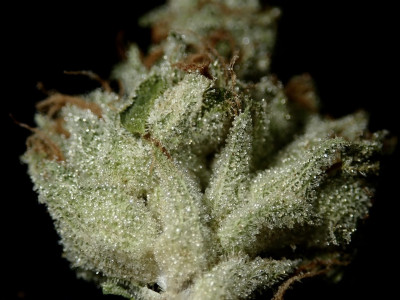 Marijuana Terpenes - Key Features