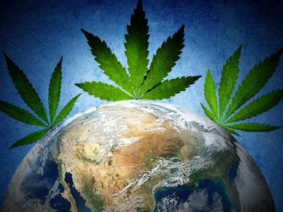 The world and evolution of cannabis