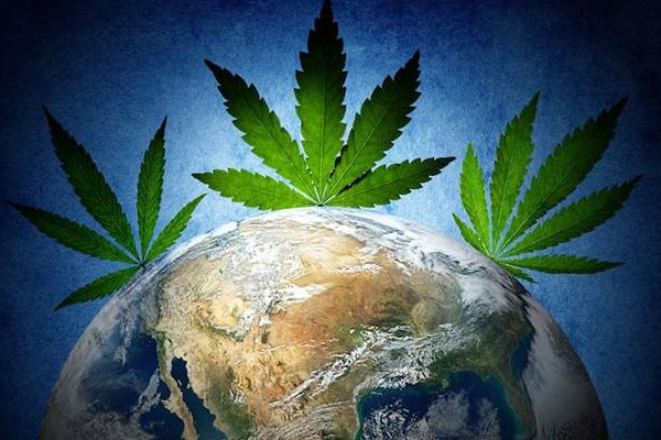 The world and evolution of cannabis