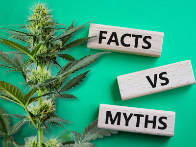 TOP 7 myths about marijuana