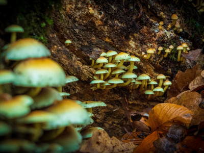 "Magic mushrooms" at home