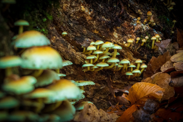 "Magic mushrooms" at home