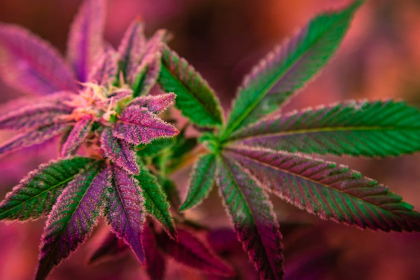 The Basics of Growing Marijuana Indoors