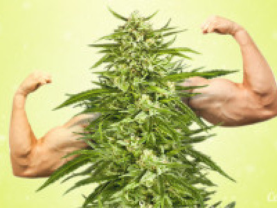 Top Strongest Marijuana Varieties