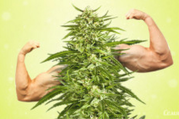 Top Strongest Marijuana Varieties