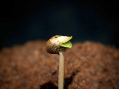 TOP 8 factors why hemp seeds do not germinate