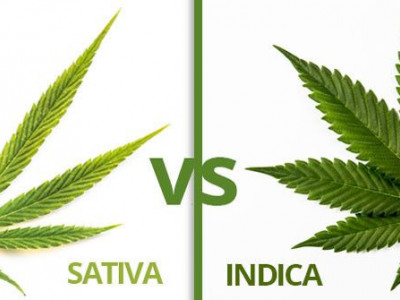 What is the difference between sativa and indica