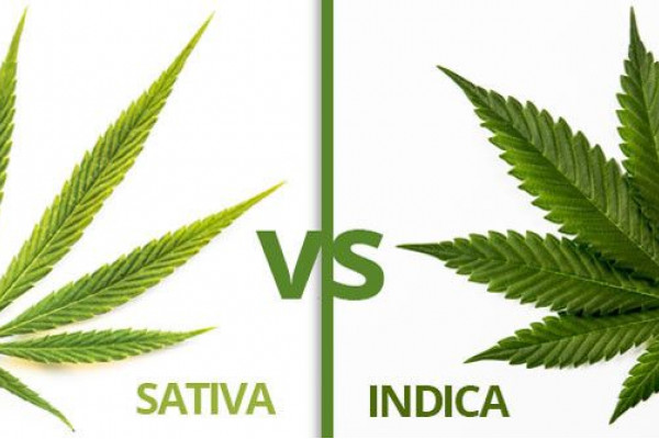 What is the difference between sativa and indica