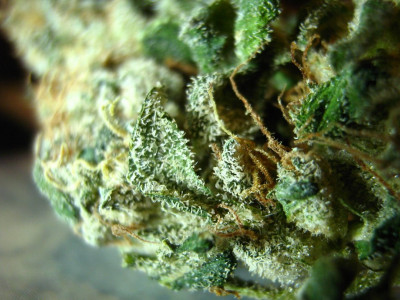 TOP 5 Powerful Sativa Strains