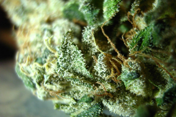 TOP 5 Powerful Sativa Strains