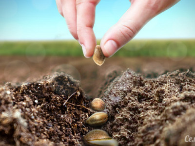 If you get seeds in the process of grovelling, can you plant them