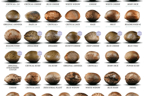 What cannabis seeds look like