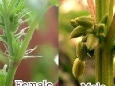 The difference between male and female marijuana plants