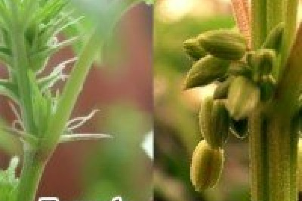 The difference between male and female marijuana plants