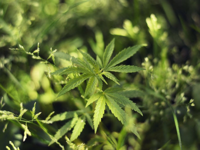 How much does hemp grow? Periods of life and maturation