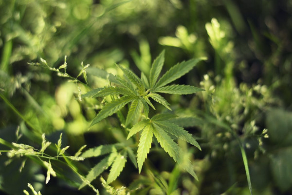 How much does hemp grow? Periods of life and maturation