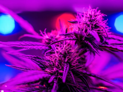 What is synthetic marijuana?