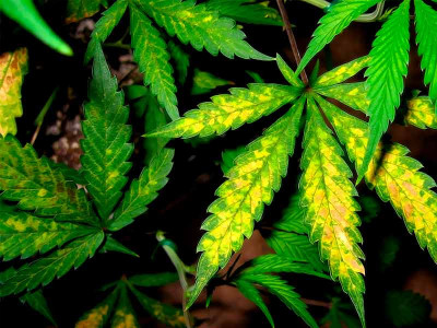 Does cannabis have nutrient burns