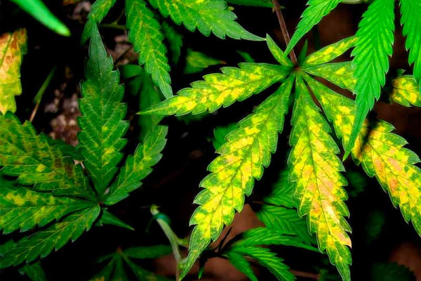 Does cannabis have nutrient burns