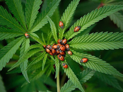 Indoor hemp pest remedies