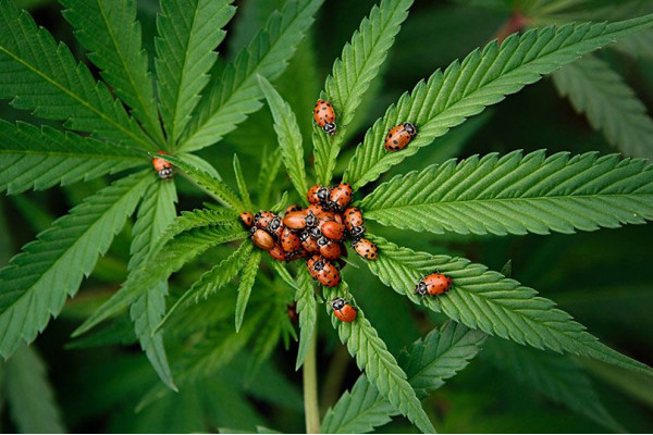 Indoor hemp pest remedies