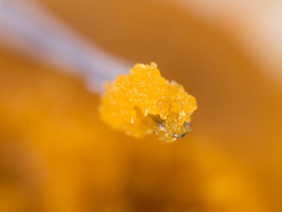 WAX - нестареющая классика каннабиса