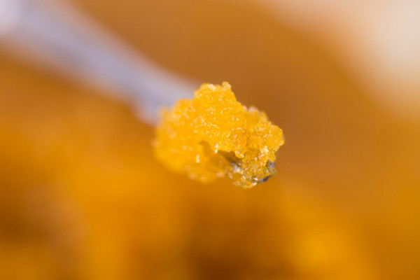 WAX - нестареющая классика каннабиса