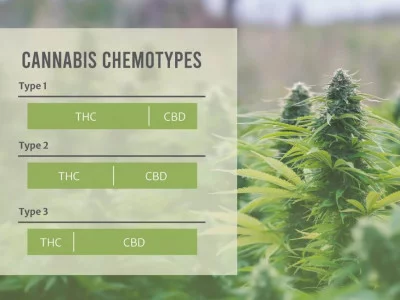 Chemotypes and chemovars of marijuana