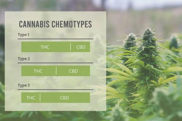 Хемотипы и хемовари марихуаны