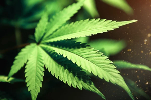 Різниця у способах вживання марихуани