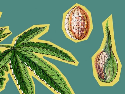 Hemp breeding - what it is