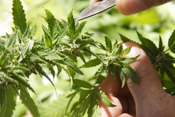 Как марихуана влияет на рак?