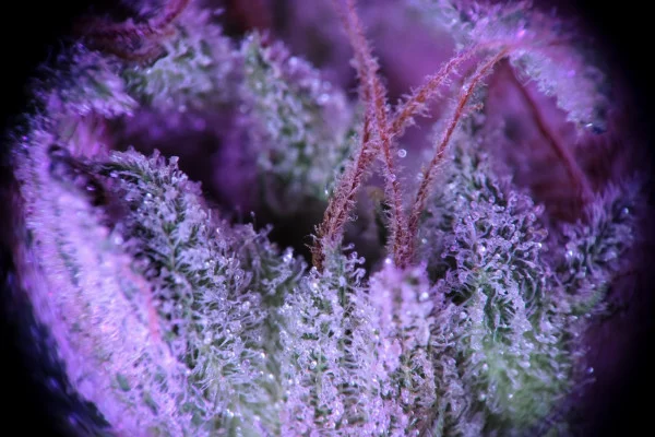 Семейство фиолетовых сортов конопли