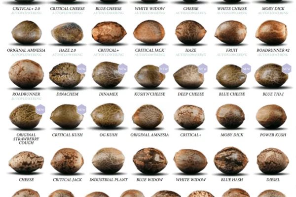 Как выглядят семена конопли