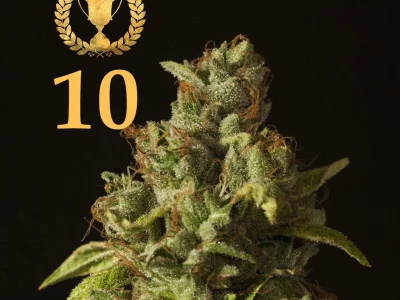 Top 10 marijuana strains of 2025