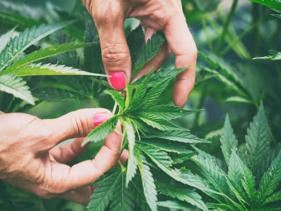 Is cannabis harmful to the body