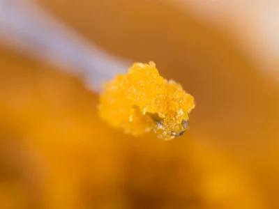 WAX - нестареющая классика каннабиса