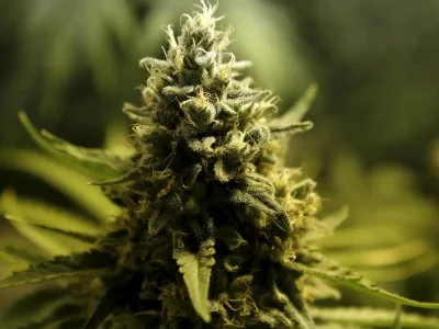 History of cannabis prohibition